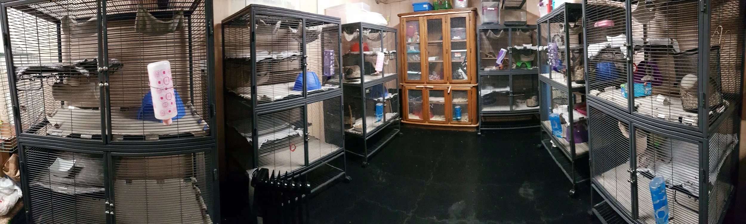 Rat Emporium Toronto
